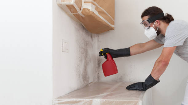 Professional Black Mold Removal technician working in Chatham, IL